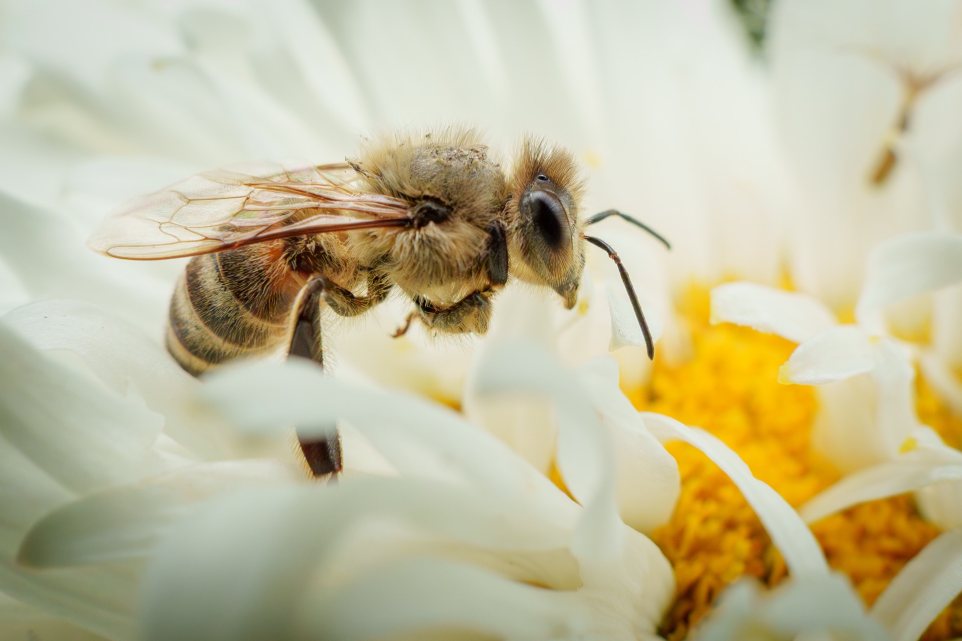 Bee on white dahlia